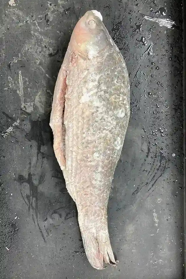 Whole Rahu Fish (Scales Removed)